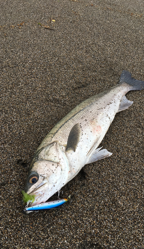 スズキの釣果