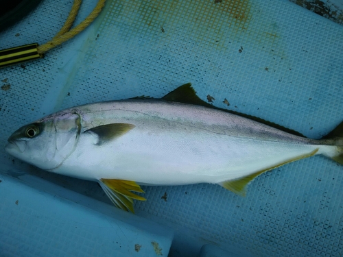 ヒラスの釣果