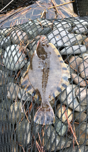 カワガレイの釣果