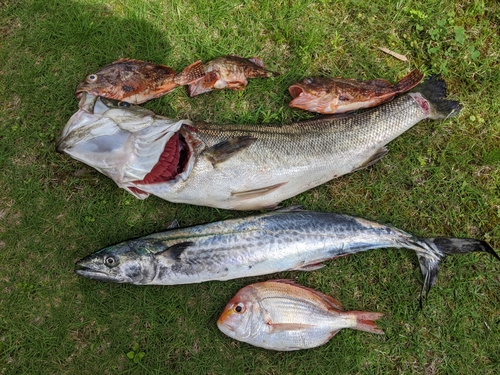 スズキの釣果