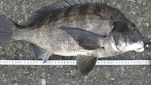 クロダイの釣果