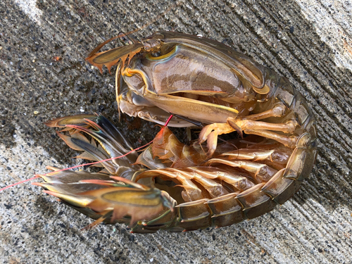 シャコの釣果