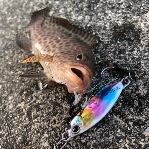 オオモンハタの釣果