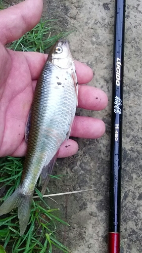 オイカワの釣果