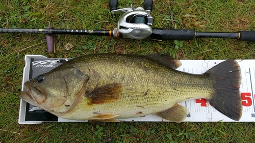 ブラックバスの釣果