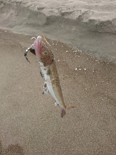 エソの釣果