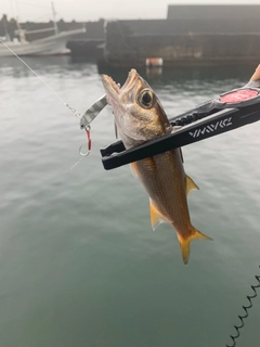 ムツの釣果