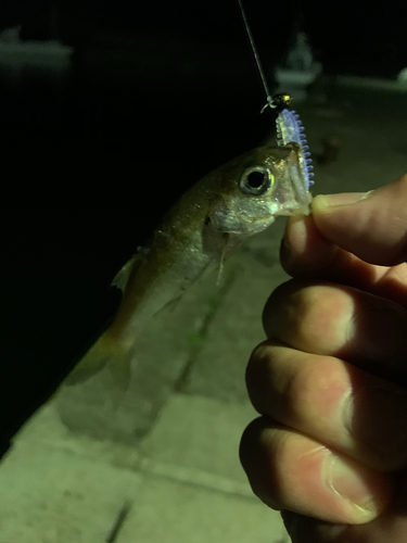 ムツの釣果