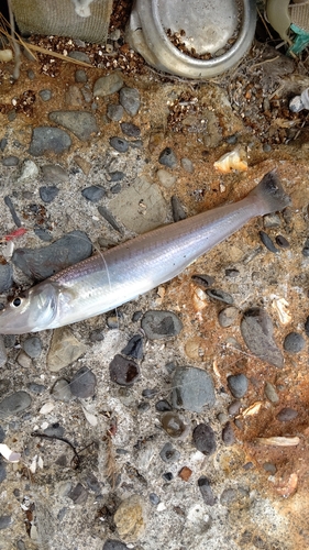 シロギスの釣果