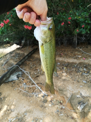 ラージマウスバスの釣果