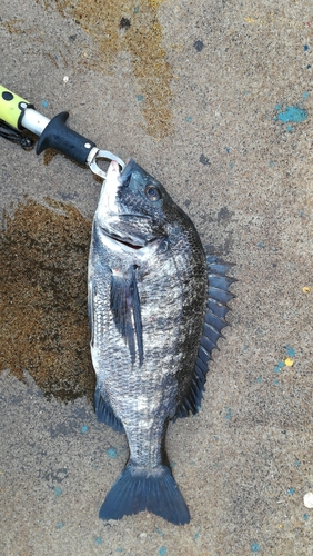 チヌの釣果