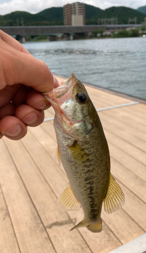 ブラックバスの釣果