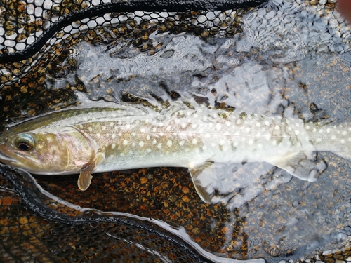 イワナの釣果