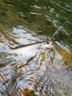 イワナの釣果