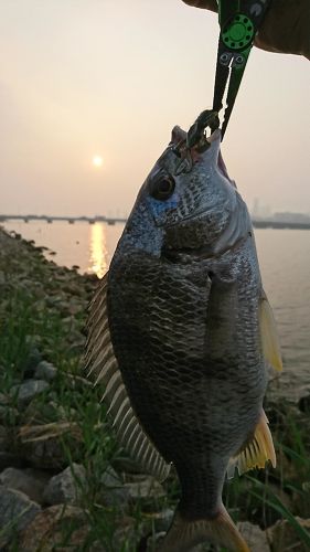 キビレの釣果