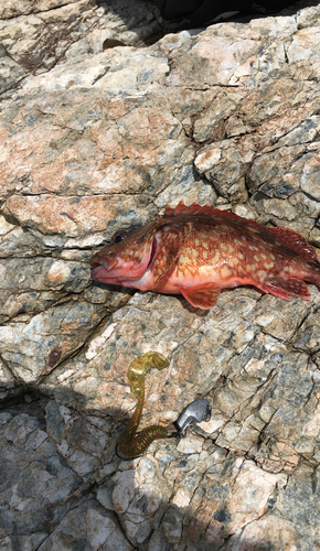 カサゴの釣果