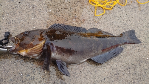 アブラコの釣果