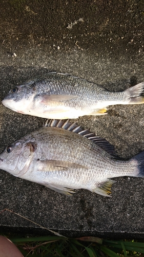 キビレの釣果