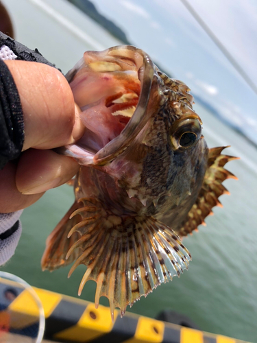 アラカブの釣果