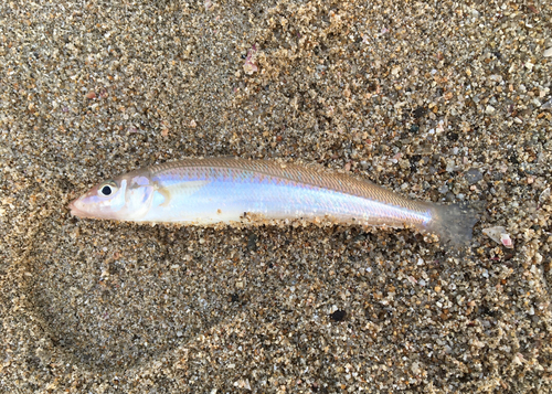 シロギスの釣果