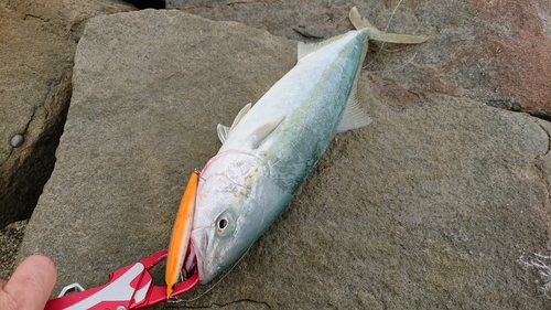 ツバスの釣果