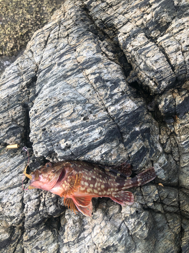 タケノコメバルの釣果