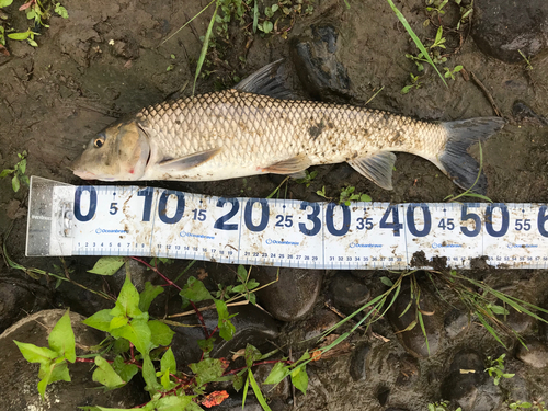 ニゴイの釣果