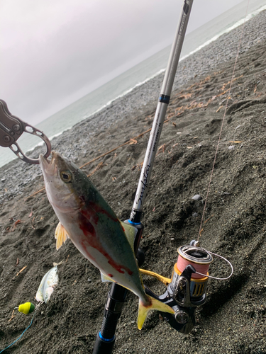 ワカシの釣果