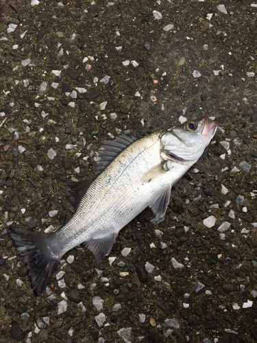 セイゴ（ヒラスズキ）の釣果