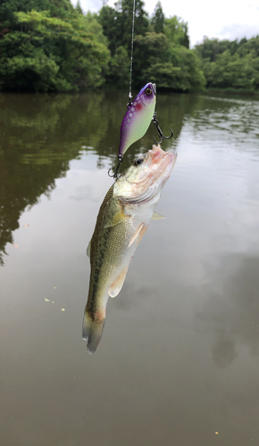 ブラックバスの釣果