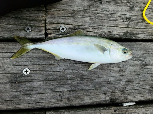 ツバスの釣果