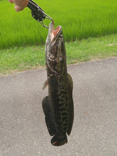 ライギョの釣果