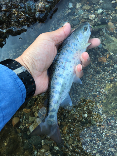 ヤマメの釣果