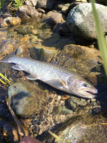 ニッコウイワナの釣果