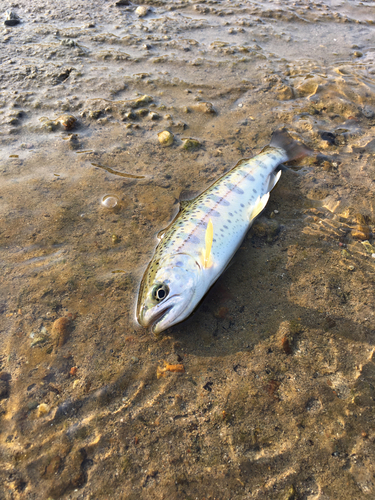 ヤマメの釣果