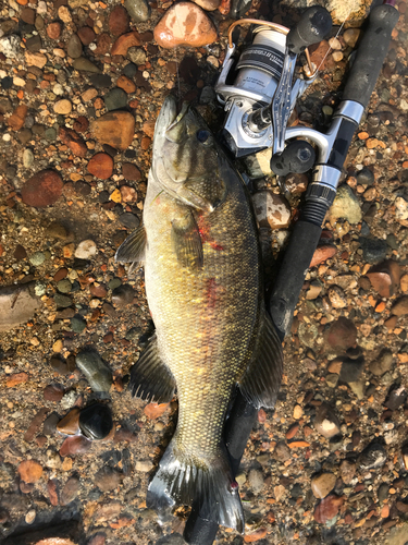 スモールマウスバスの釣果