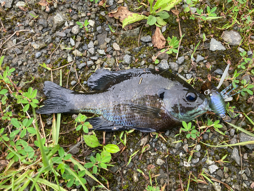 ブルーギルの釣果