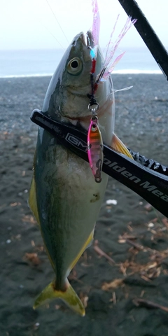 ワカシの釣果