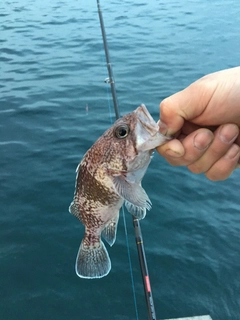 マゾイの釣果