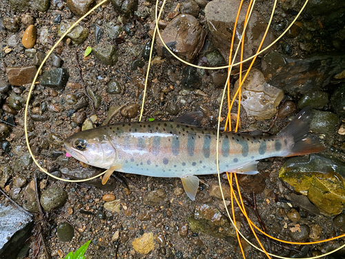 ヤマメの釣果