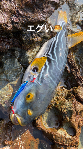 シマフグの釣果