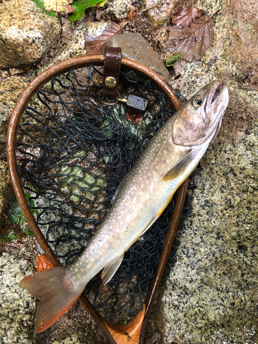 イワナの釣果