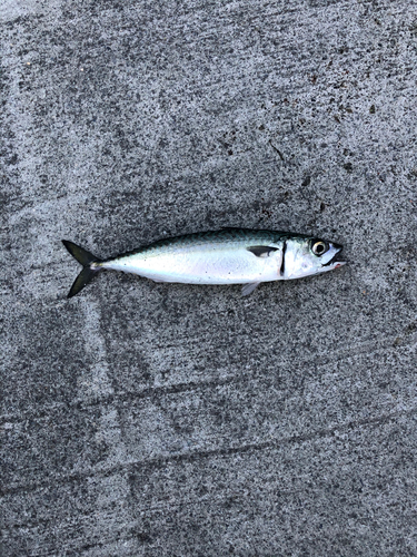 サバの釣果