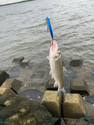 ニゴイの釣果