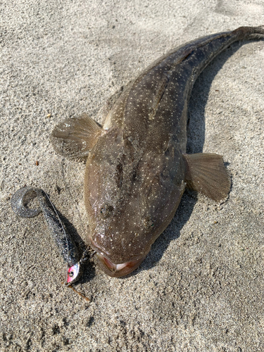 マゴチの釣果