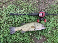 ブラックバスの釣果