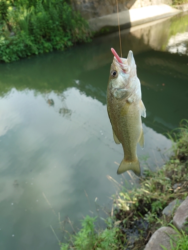 ラージマウスバスの釣果