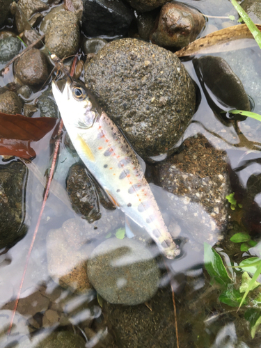 アマゴの釣果