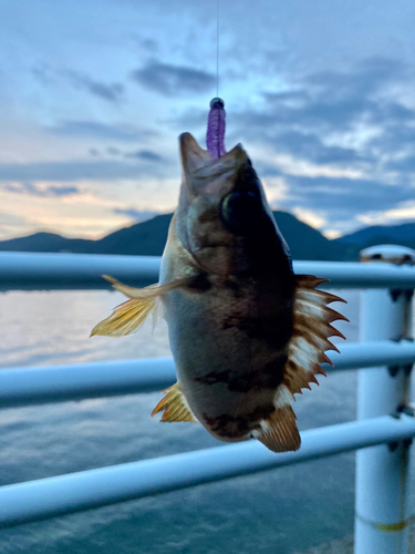 メバルの釣果