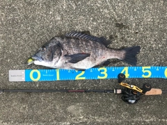 クロダイの釣果